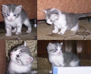 Котёнок ищет заботливого хозяина,  Киев