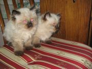 Продам котят породы невская маскарадная