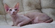 Продам канадского сфинкса