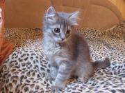 Отдам Котенка в хорошие руки,  девочка