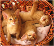 Абиссинские котята из питомника – девочки окраса соррель
