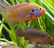 рыбки Хемихромис красный или красная цихлида