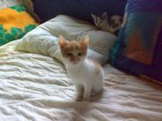 Возьмите котенка