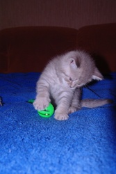 Клубные шотландские котята