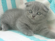 Шотландские голубые котята