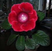 продаю комнатные растения недорого!