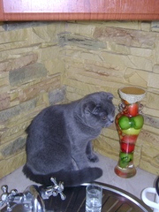 Продажа британские и шотландские вислоухие котята