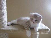 Шотландские вислоухие короткошерстные кошечки