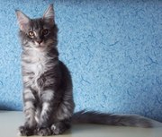 Мейн кун котята из питомника BRIGHT STAR