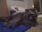 Персидскую кошку подарю