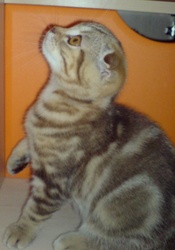 Великолепная красавица шоу-класса