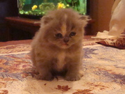 котята персы- классики