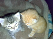 Котята с предками мраморной окраски