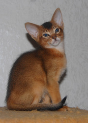 Абиссинские котята из питомника «Exclusive ABY».  