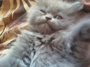 Персидские котята,  Голосеевский район