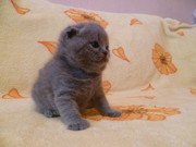 Продаются чудесные котята скоттиш фолд и страйт