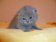 Продаются шикарные клубные котята шотландцы