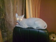 Отдам египетского сфинкса