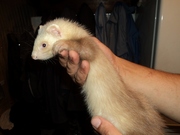 Хорьки декоративные фретки пастель и альбинос