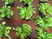 Насекомоядные растения Венерина-мухоловка Дионеа