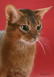 Абиссинский кот в надежные руки