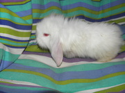 Декоративные кролики,  клетки для кроликов,  корма