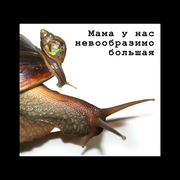 Гигантские улитки Ахатина Фулика