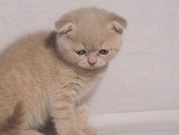 Продается элитная шотландская девочка