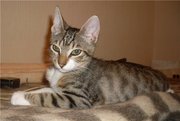 Котик Серж - ЕКШ-классик.