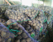 Продам картофель разных сортов