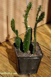 Обмен Опунция – кактус или продажа (Киев)