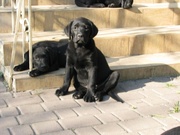 Щенки лабрадора