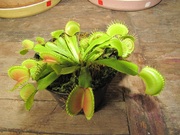 Комнатный цветок хищник Венерина-мухоловка (Дионея)