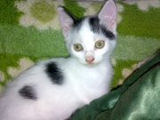 Отдаю очень красивого котенка