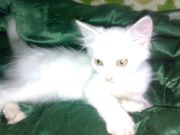 Отдаю белу. кошечку -ангорку