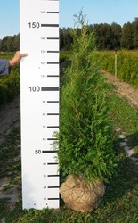 Туя, туя купить киев, живая изгородь, колоновидная туя