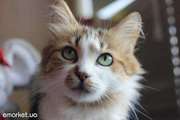 ласковая кошечка на счастье в дар