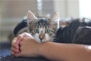 Шушундрик котенок в тигровой шкуре 2м.