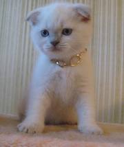 чистокровный вислоухий кот