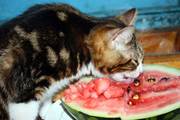 Котята породы курильский бобтейл