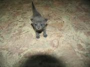 котята в хорошие руки