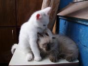 Отдам в добрые руки