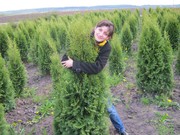 туя западная 'Смарагд'