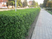 Свидина или Дерен Красный ‘Winter Beauty’