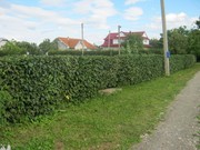 Готовый жывой забор из граба