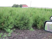 Туя западная для живых изгородей и заборов.