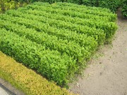 Продажа.   Блоки готовой  жывой  стриженной изгороди из самшита  от  4