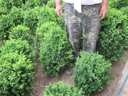 Самшыт вечнозеленый 