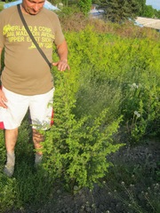 Можжевельник обыкновенный 'Мейер