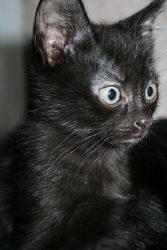 Отдам черного котенка в добрые руки